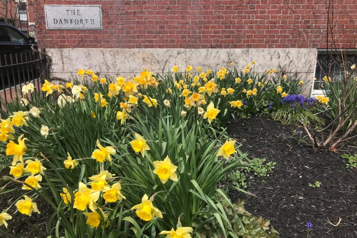 a yellow flower in a vase on a brick building